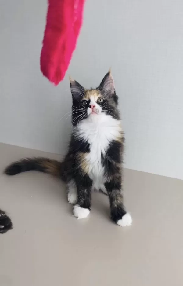Değerini Bilene Özel Xxl Maine Coon Bebekler