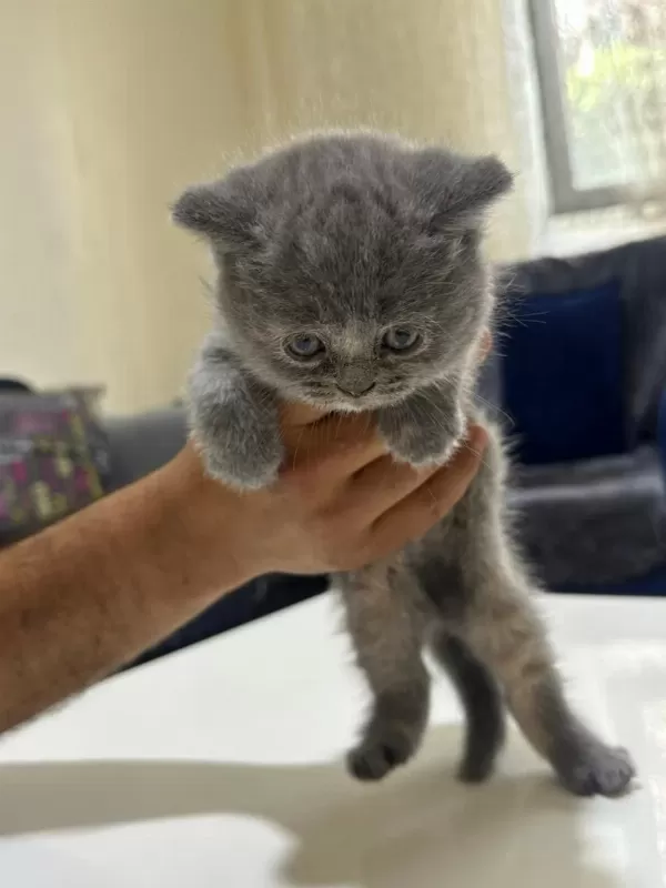 Minik Patilere Yuva British Shorthair (dişi)