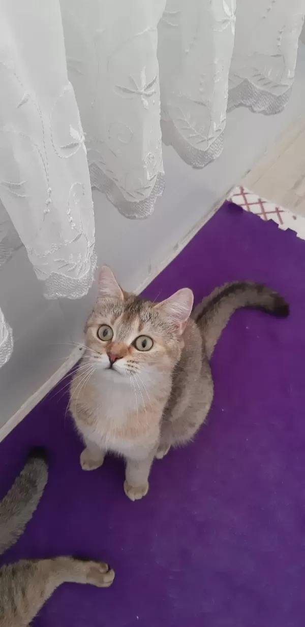 British Shorthair Evcilmen Kedimiz
