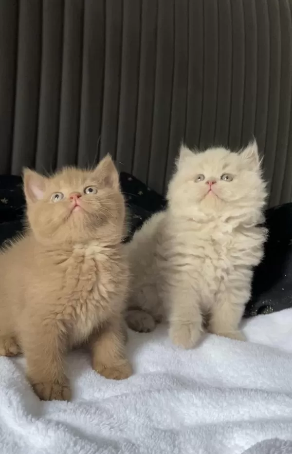 British Shorthair Kızlarım (cinnamon Fawn Ve Lilac)