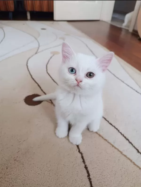 Dünya Tatlisi British Shorthair Yavrularımız