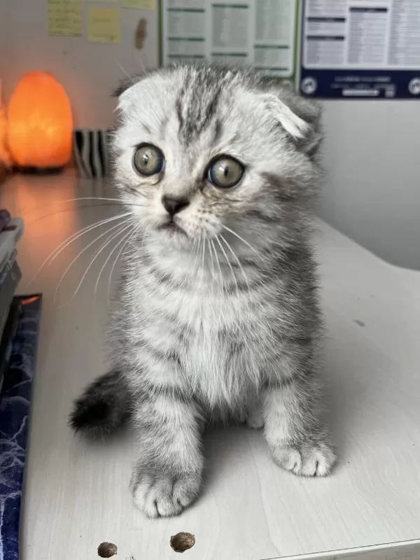 Sağlıklı Yavru Scottish Fold