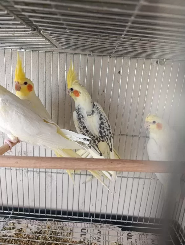 55 60 Günlük Ele Alışkın Sultan Papağanı Bebekler