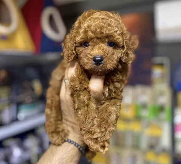 Toy Poodle Bebeklerimiz
