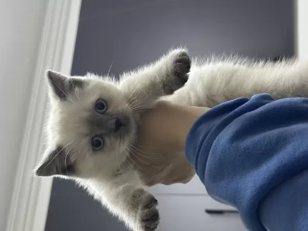British Shorthair Blue Point Yavrularımız Yuva Arıyor
