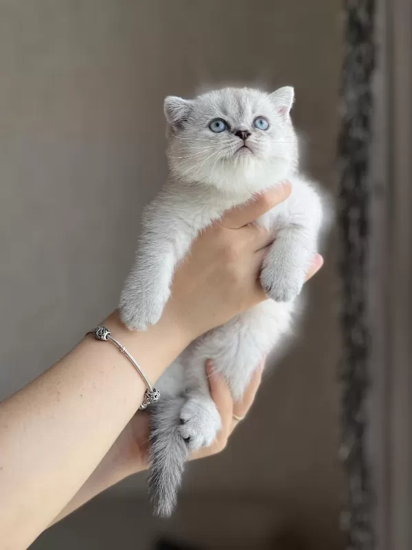 Ayi Surat Safkan British Shorthair Yavrum