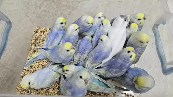 Sezonun Son Muhabbet Bebekleri Açiklamayi Okuyun