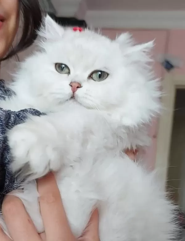 British Longhair Dişi Ücretsiz