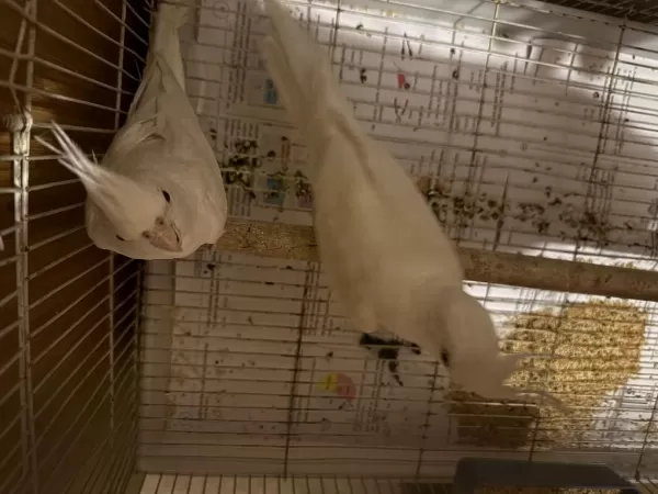 Albino Sultan Papağanı