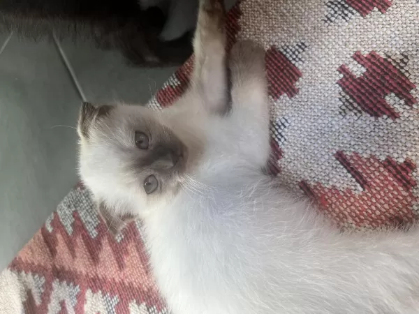 Scottish Fold Bebeklerimiz Yuva Arıyor