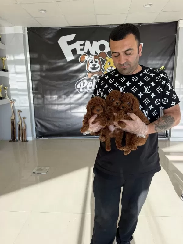 Maltipo Yavrular Maltese Toy Poodle Ankara Mağazamızda
