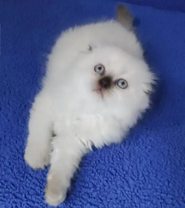 Teslime Hazir Mükemmel Bir Scottish Fold