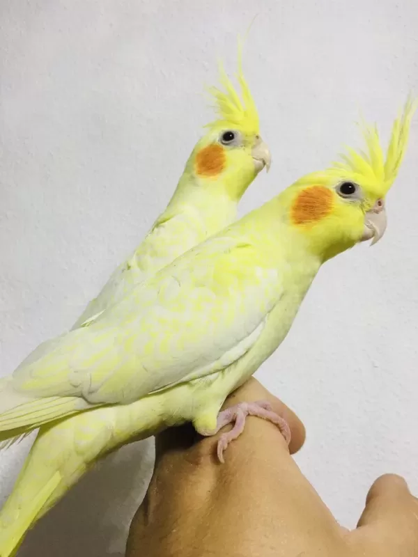 En İyilerini Üretiyoruz Jumbo 40 Günlük Full Evcil Sultanlar