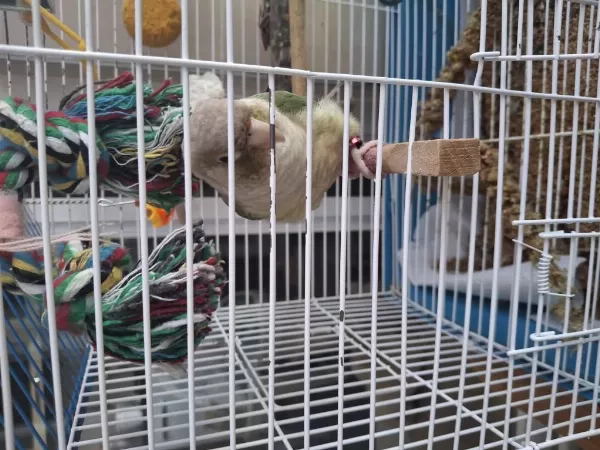 Evcil Konur Papağanlar
