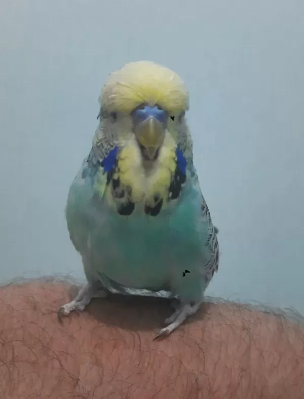Show Jumbo Muhabbet Kuşu Erkek