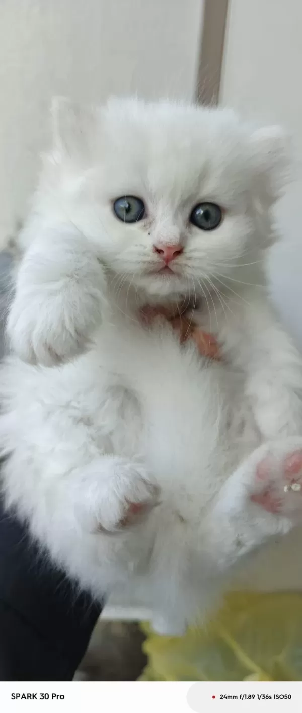 Minnoş Bebek Kediler