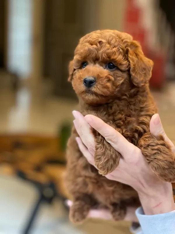 Eğitilebilir Toy Poodle Yavruları İle Evinize Neşe Katın
