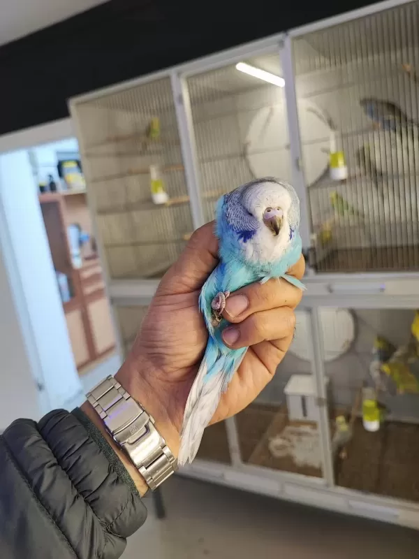 Alıştırmalık Show Jumbo Muhabbet Kuşlar 60 Günlük