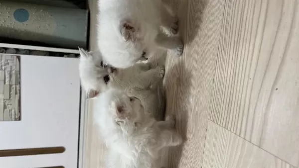 British Shorthair Yavrular (açıklamayı Okuyun)