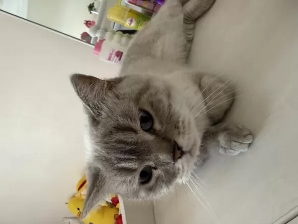 Dişi British Shorthair