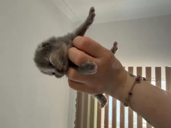 Bebek Kedilerimiz Yeni Yuvasini Ariyor