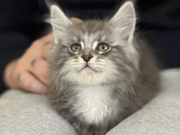 Ankranın En Seçkin Maine Coon Yavruları