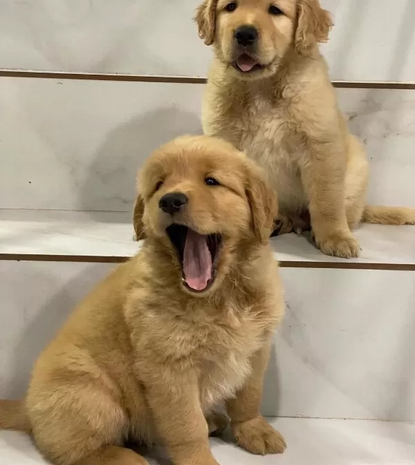 Golden Retriever Yavrulari