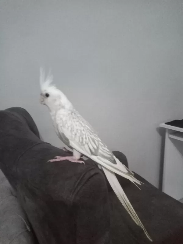 Evcil Yavru Sultan Papağanı
