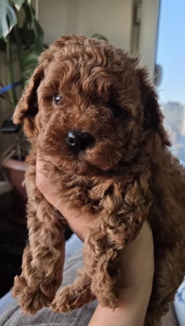 Sağlıklı Poodle Yakişiklimiz