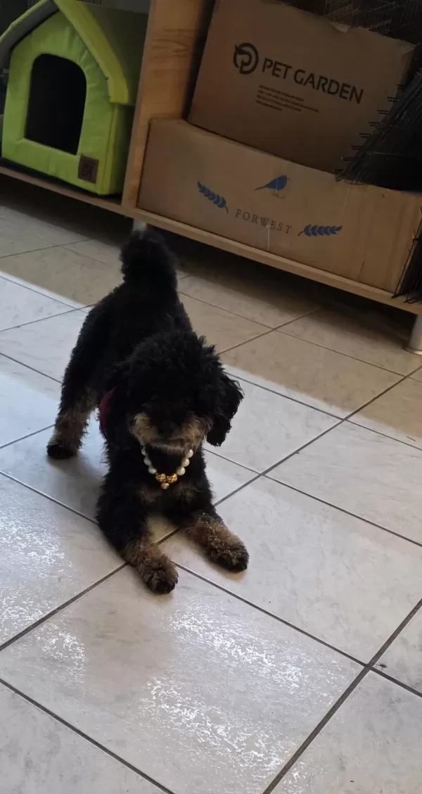Çok Özel Toy Poodle Kizimiz