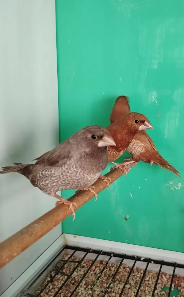 Mokka Bengal İspinozu Yarışma Vasıflı Çiftler