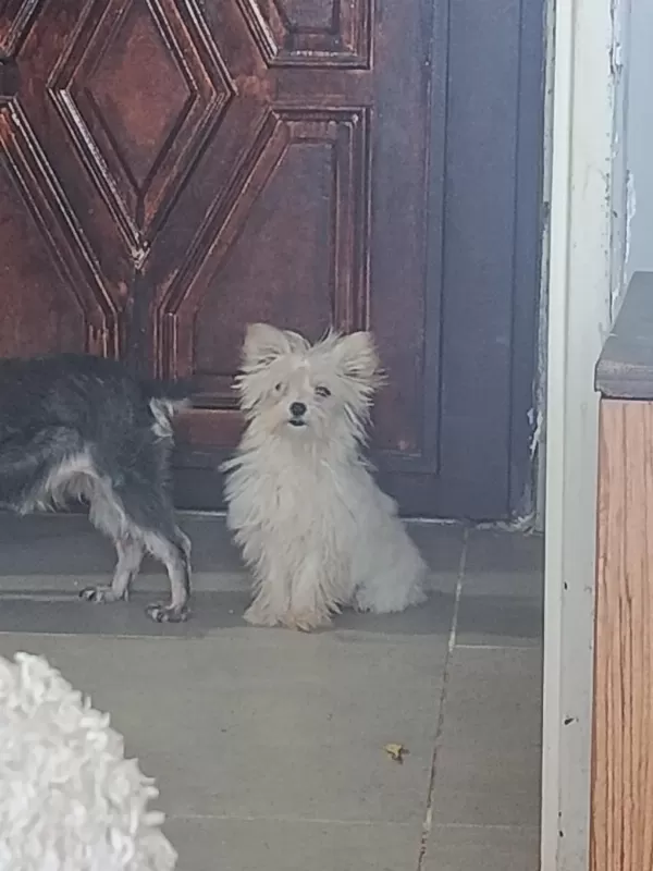 Tatlış Yorkshire Terrier Bebek
