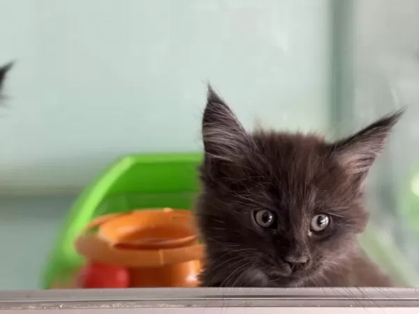 Son Dişi Aşılı Karneli Maine Coon Yavrularımız