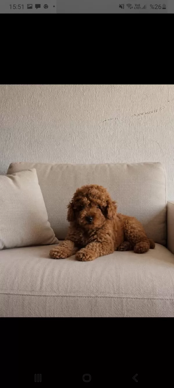 Sağlıklı Poodle Yakişiklimiz