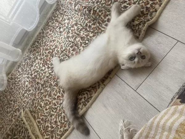Orjinal Show Kalite 3 Aylık Erkek Scottish Fold Yavru