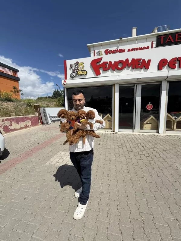 Türkiye Nin En Güzel Toy Poodle Yavruları Ankara