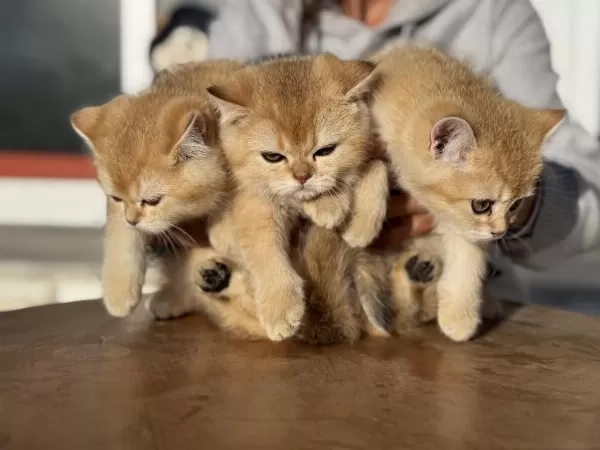 En Güzel Golden British Shorthair Yavrumuz