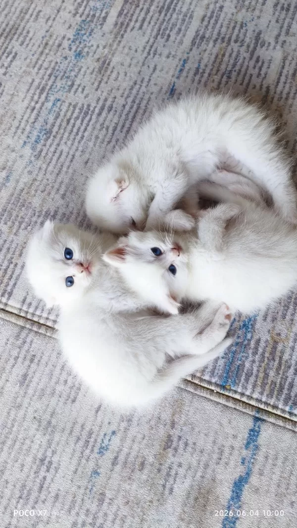 Beyaz Scottish Fold Yavrular Sahiplendirilecektir