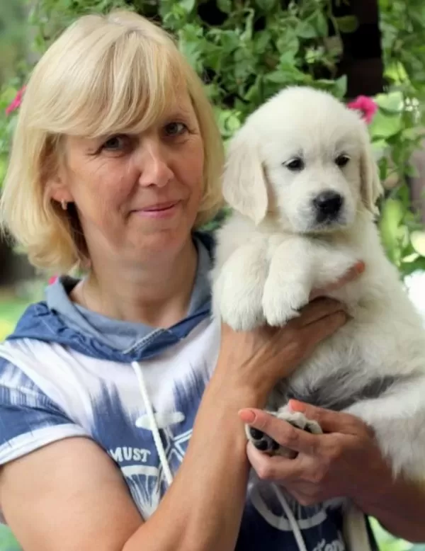 Golden Retriever Yavrular İstenirse Kapınıza Teslim