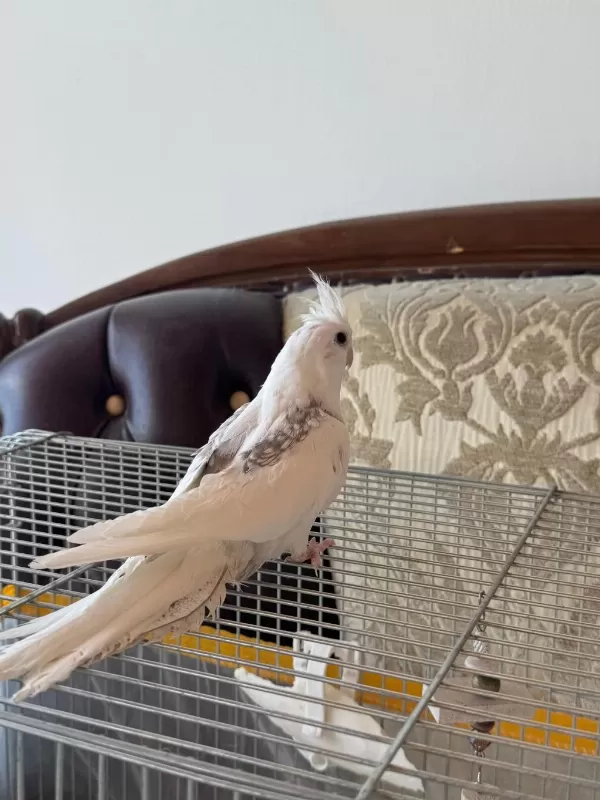 2,5 Aylık Zincir Desen Sultan Papağanı