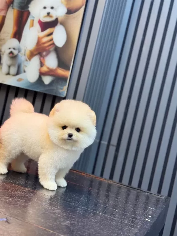 Pamuk Şekeri Pomeranian Boo
