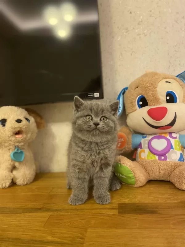 Bursanin En Seçkin British Shorthair Yavrulari