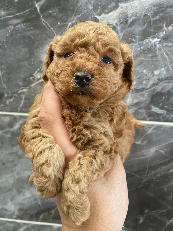 Orjinal Minyatür Toy Poodle