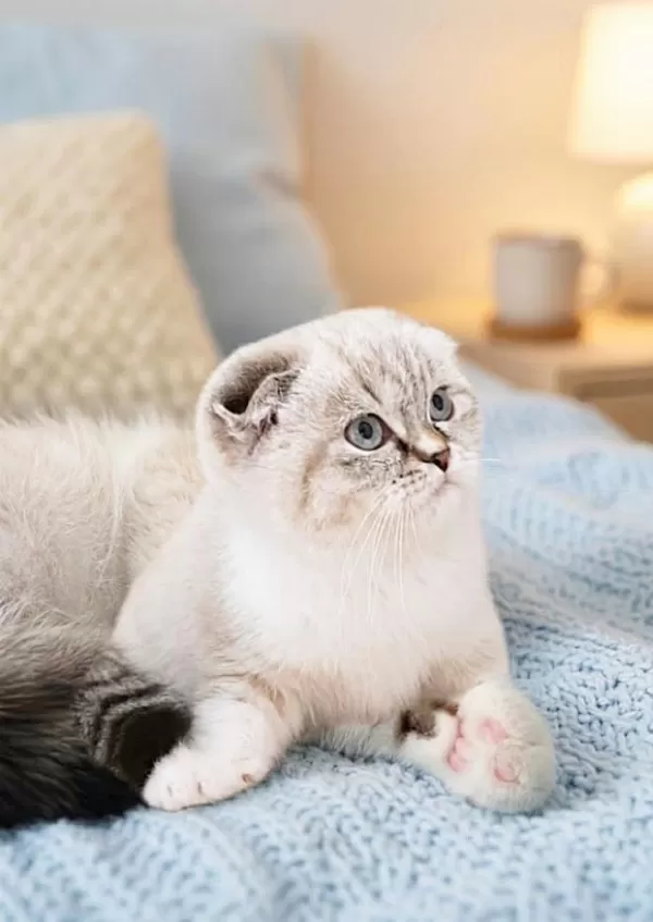 Scottish Fold Silver Lynx Point Dişi