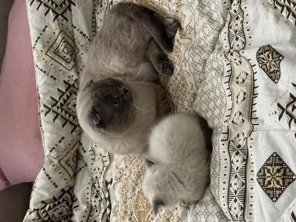 Scottish Fold Blue Point Erkek