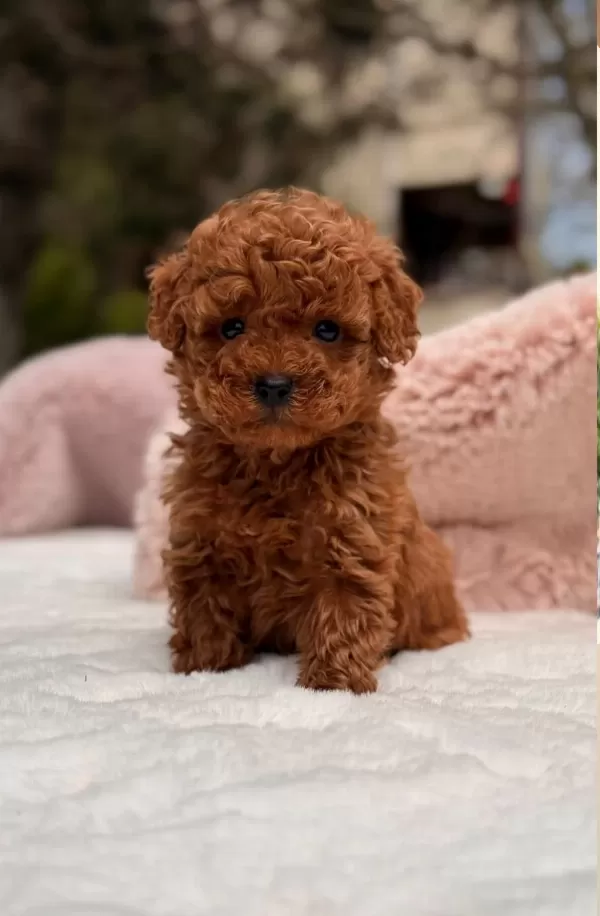 Sağlık Ve İrk Garantili Poodle