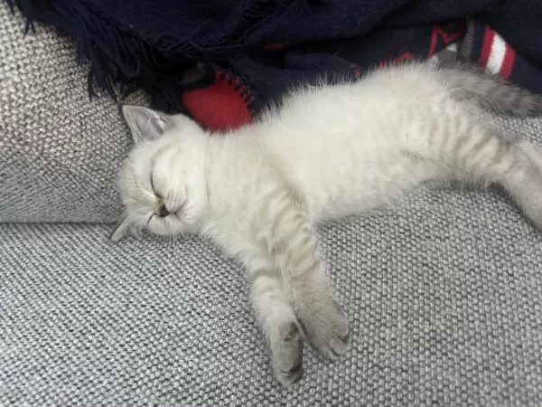 British Shorthair 2 Aylık