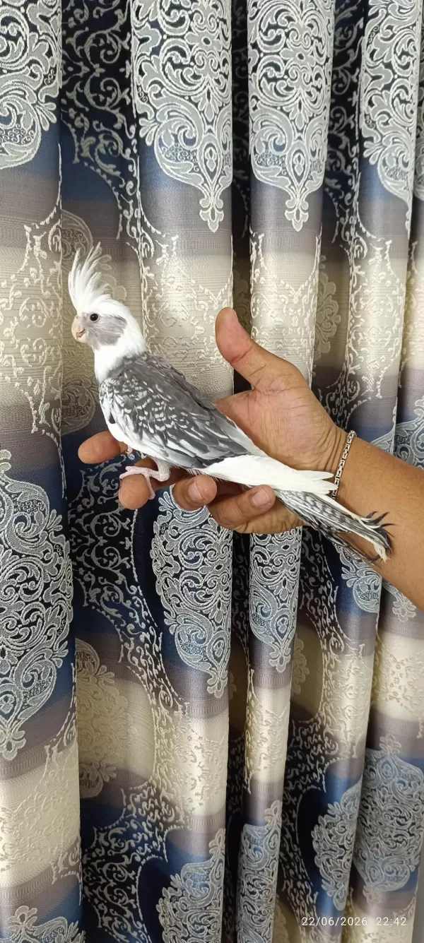 65 Günlük Yavru Ev Üretimi Wf Pearl Ele Alışkın Sultan