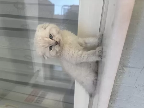 British Shorthair Silver Point Yavrular