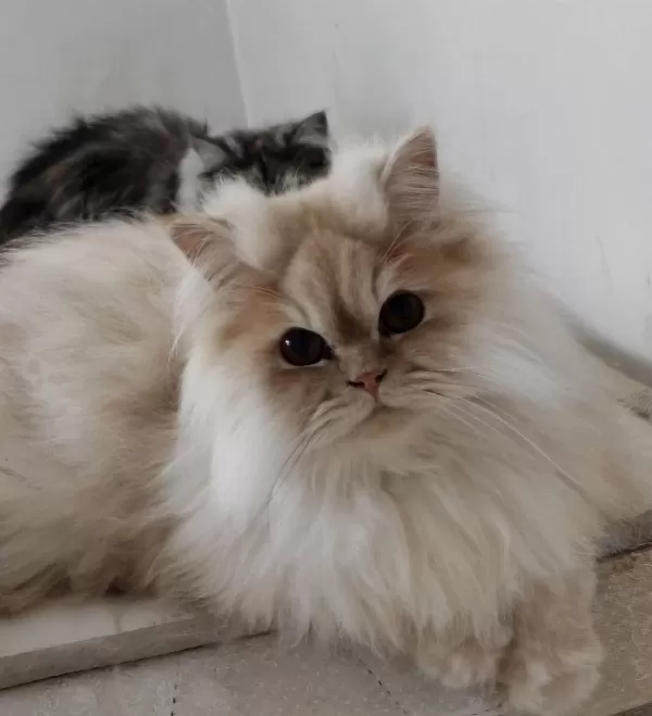 Sağlıklı Chinchilla Kediler